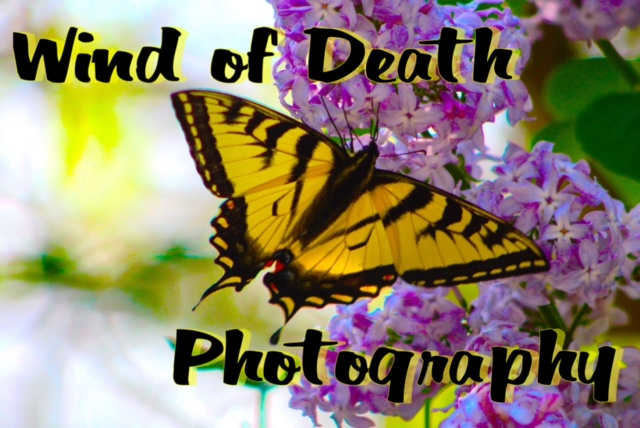 wind_of_death logo
